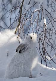 Зимнее утро