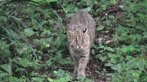 Иримото. Алфавит детский. Буква И. Хищные