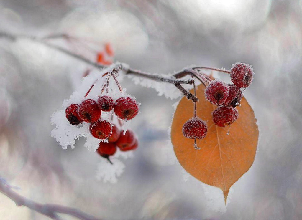 Утро ноября картинки. Ветви рябины в снегу. Зимняя ветка с ягодами. Доброе утро рябина в снегу. Ягоды в ноябре.
