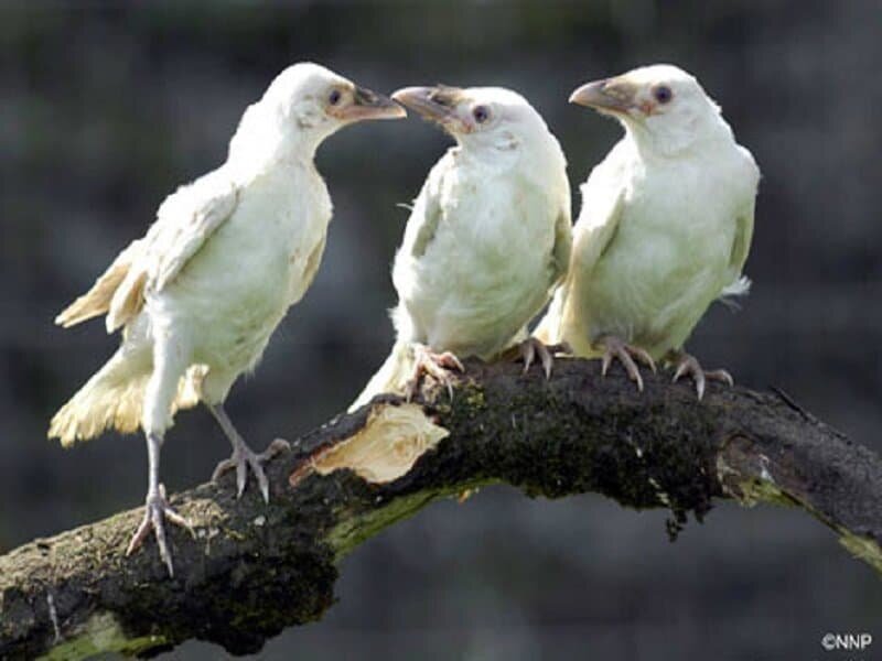 Птица объявится белая ворона. Ворона альбинос. Белая ворона альбинос. Белый ворон. Белые вороны.