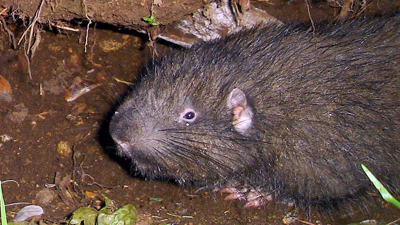 Аплодонтии. Алфавит детский. Буква А. Млекопитающи