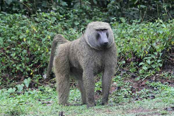 Анубис. Алфавит детский. Буква А. Млекопитающие