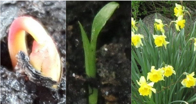 Стремленье к солнцу!