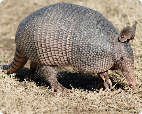 Броненосец. Алфавит детский. Буква Б. Млекопитающи