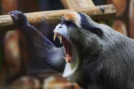 Бразза. Алфавит детский. Буква Б. Млекопитающие