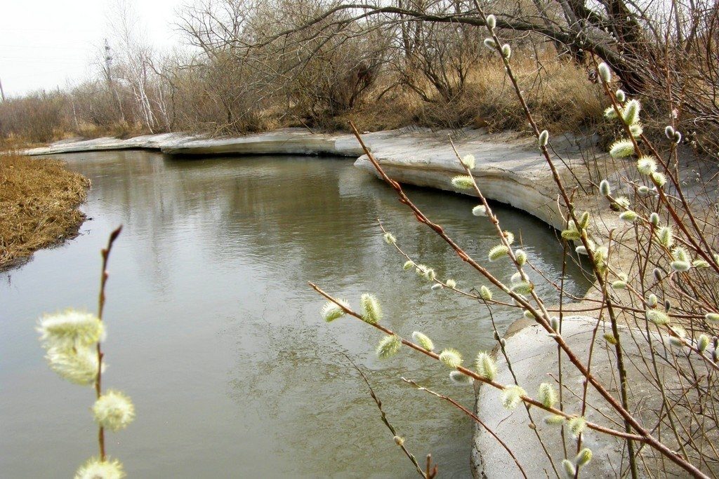 Верба у реки весной