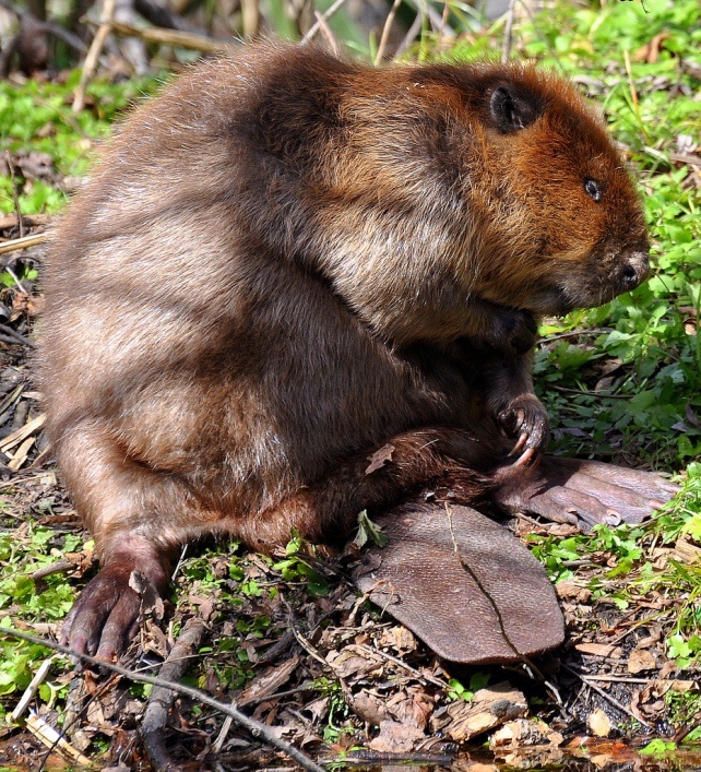 Бобр. Алфавит детский. Буква Б. Млекопитающие