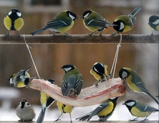 Воробей, коль пьёшь - закусывай!