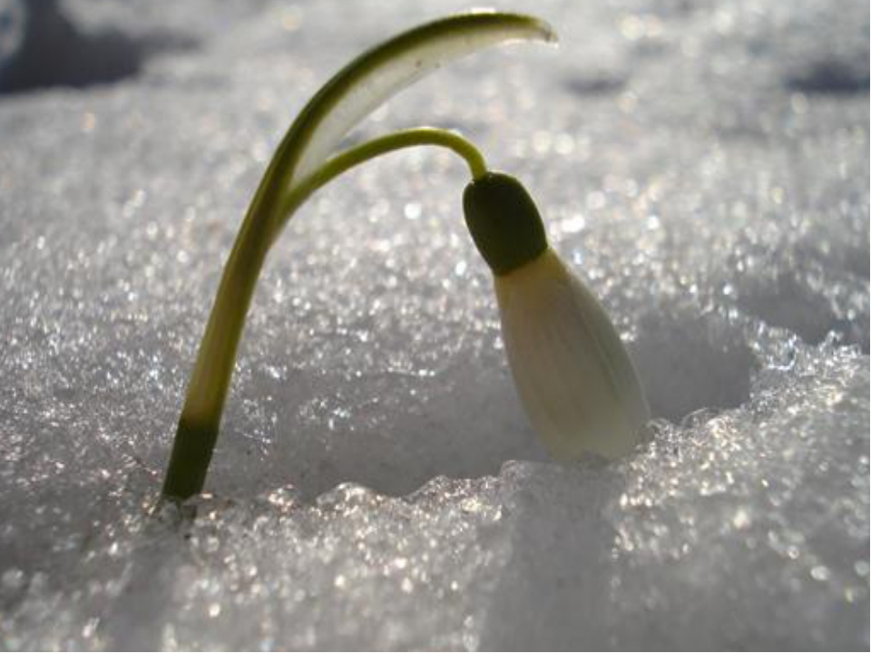 Не верь зиме