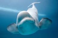 Белуха. Алфавит детский. Буква Б. Млекопитающие