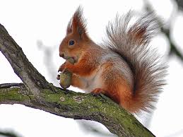 Белка. Алфавит детский. Буква Б. Млекопитающие