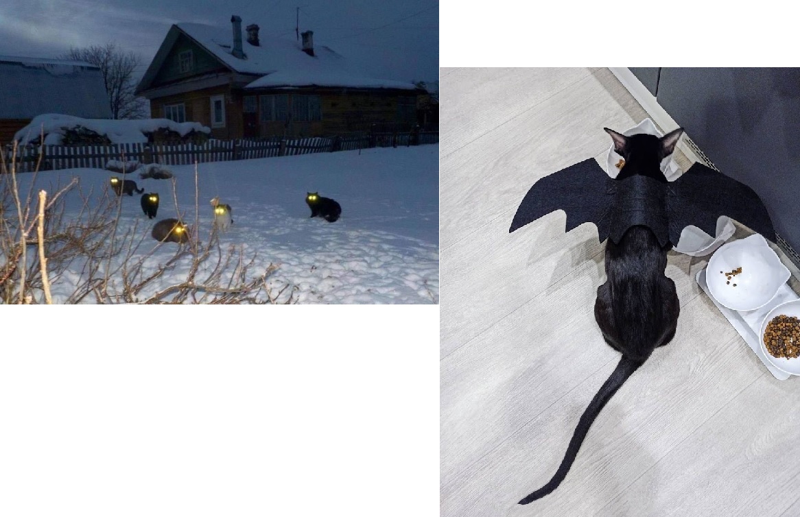 Русские кото-дракончики