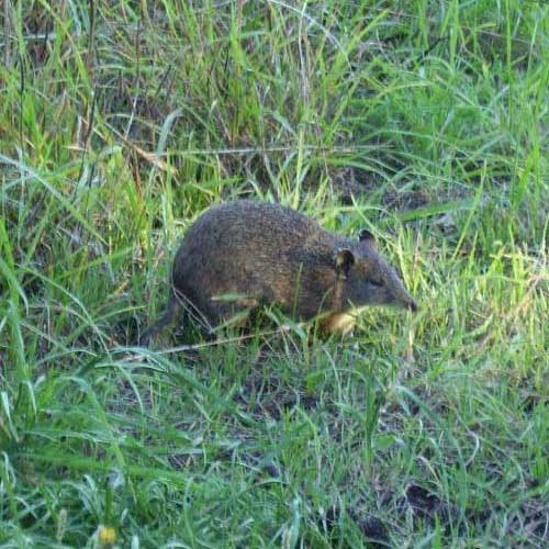 Бандикут. Алфавит детский. Буква Б. Млекопитающие