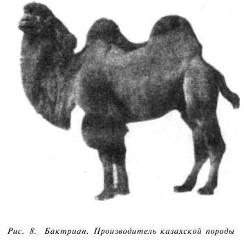 Бактриан. Алфавит детский. Буква Б. Млекопитающие