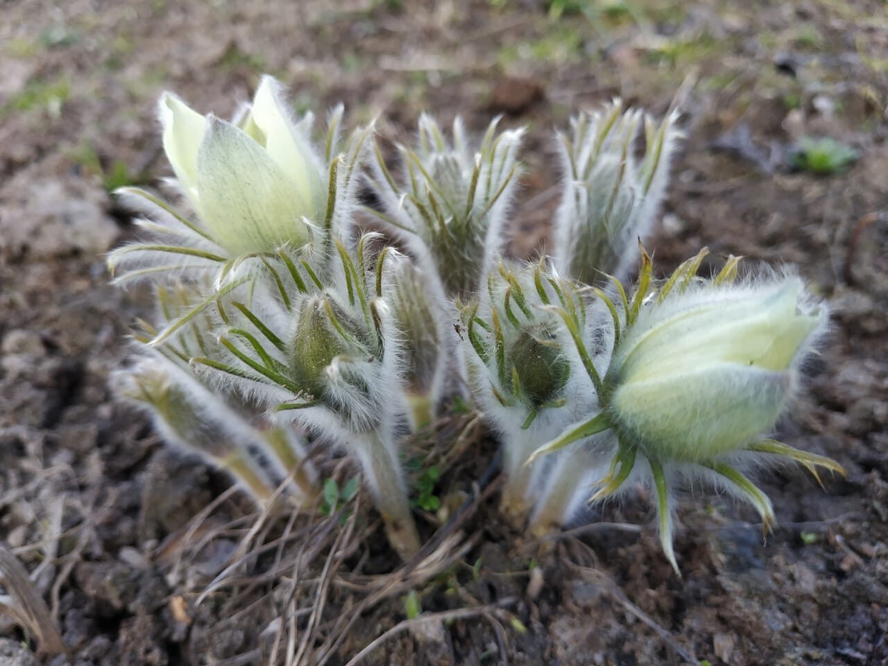 Cмельчаки - сыны Богов
