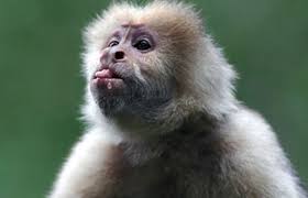 Алфавит детский. Буква К. Капуцин