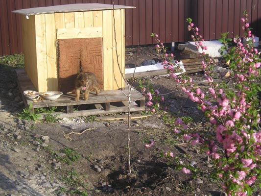 Бублик - маленький щенок