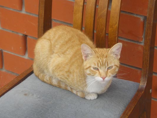 Не тяжелый мой живот