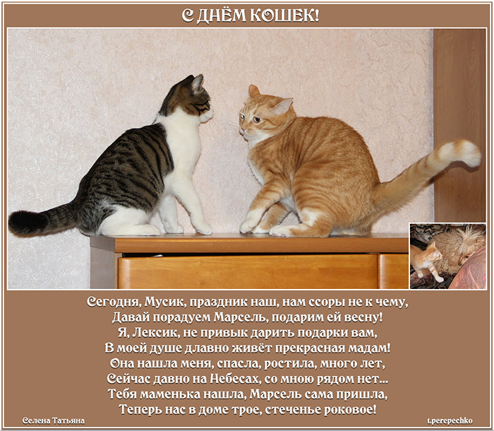 С Днём Кошек!