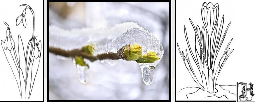 Под тихий шёпот первоцветов...