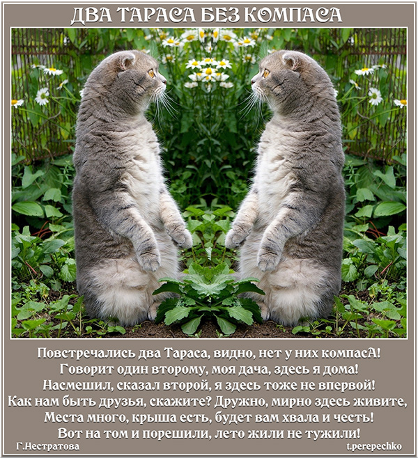 Два Тараса без компасА