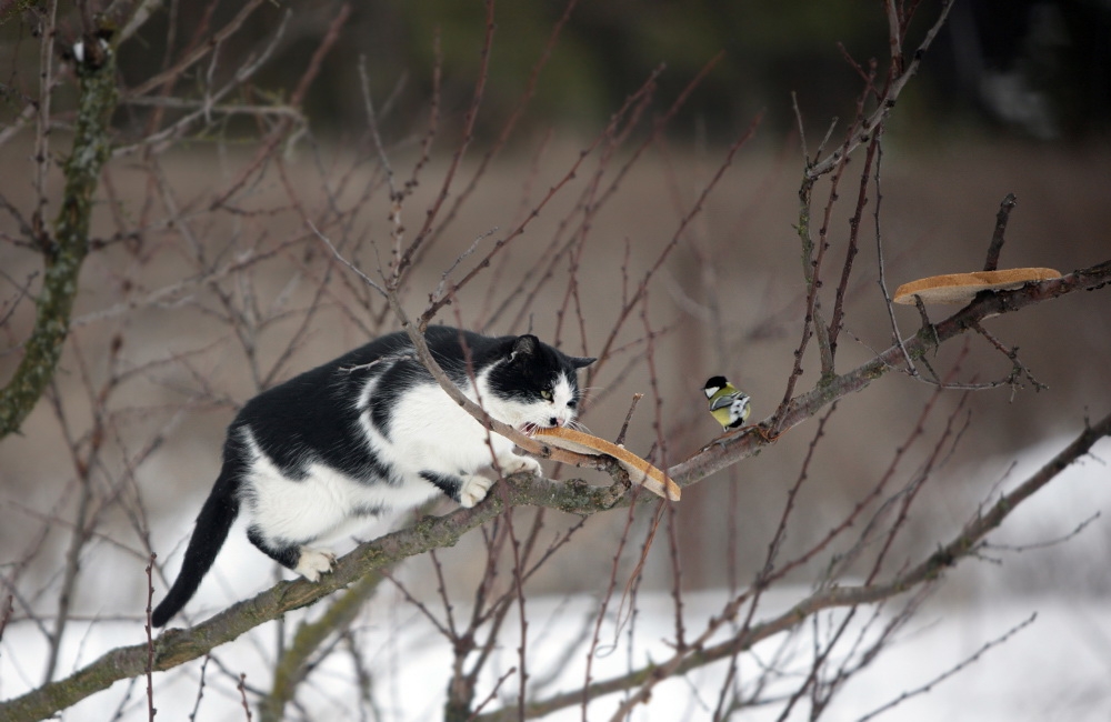 Ловить синиц. Синица охотится. Кот ловит птичку. Кот охотится на птиц зимой. Кот и синичка.