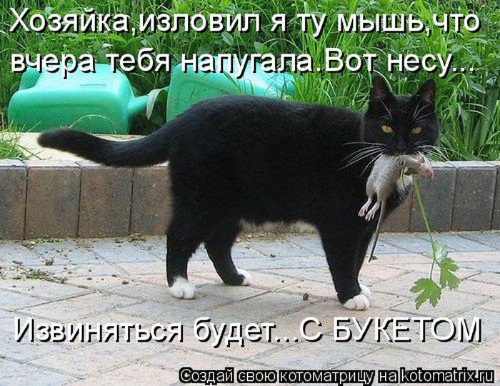 Принос мыши домой