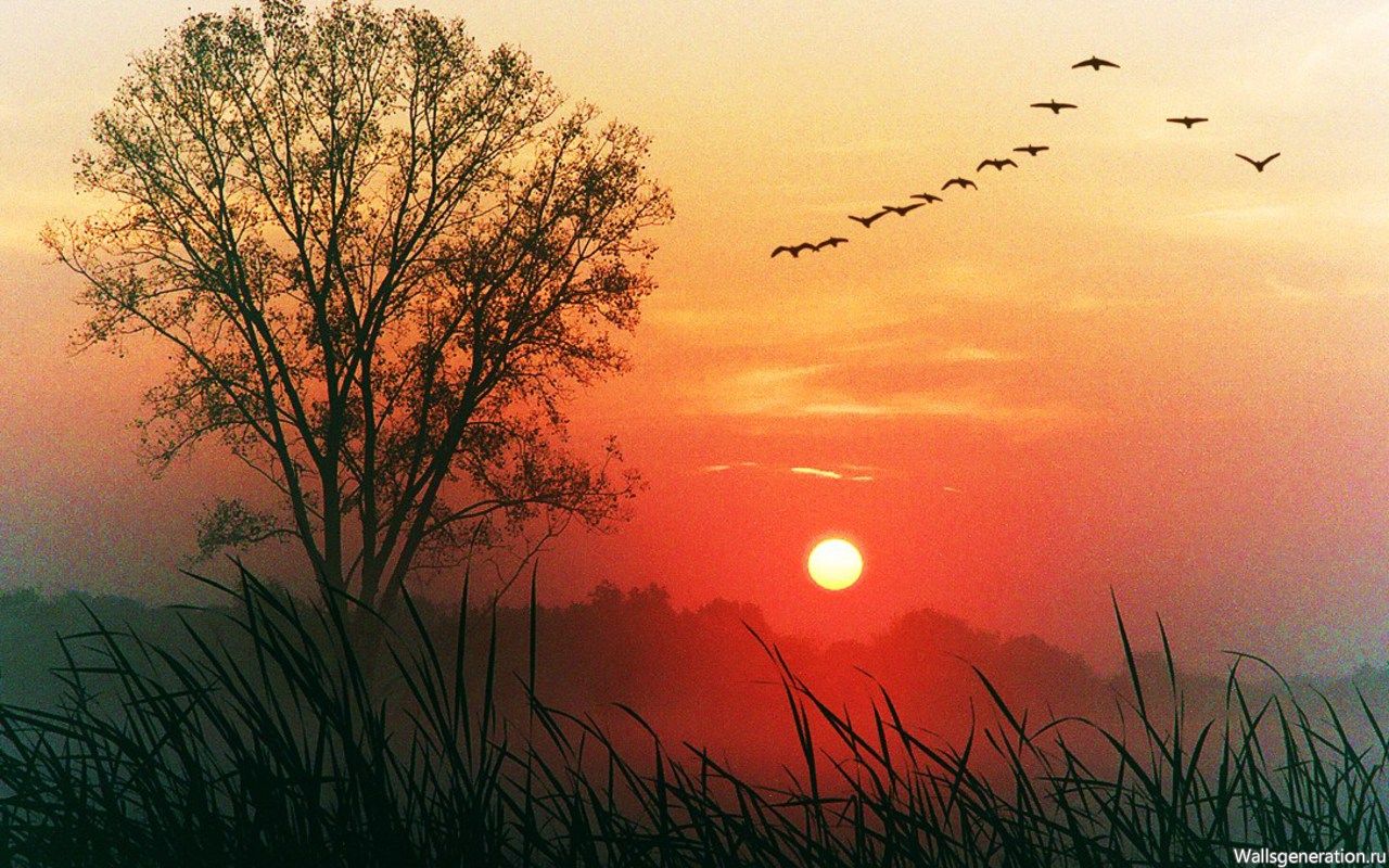 Нынче в 5 часов утра. Птицы на Восходе солнца. Чудесный закат. Рассвет солнца.