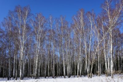 Приближенье весны