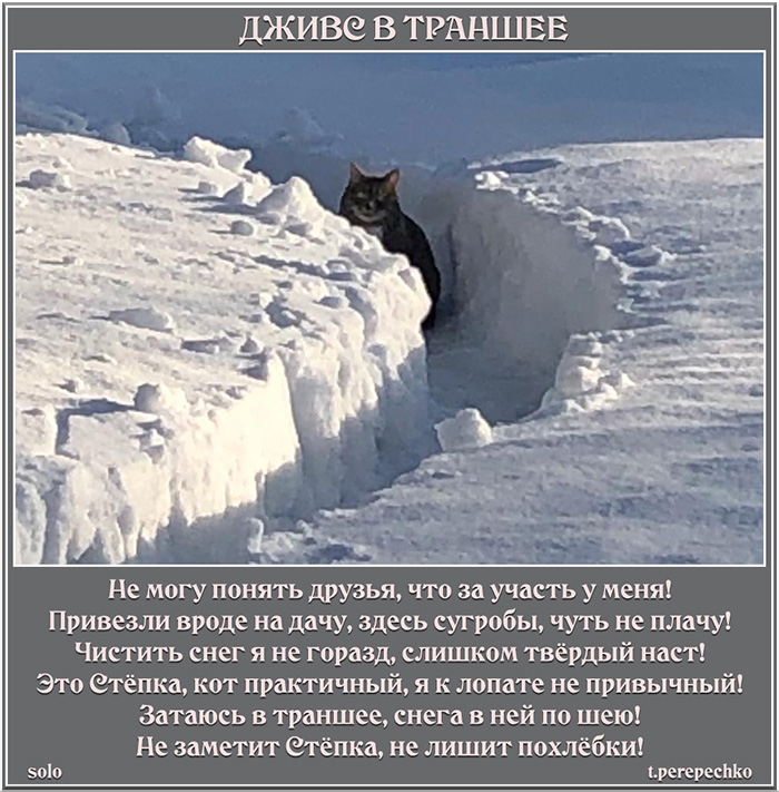 Дживс в траншее