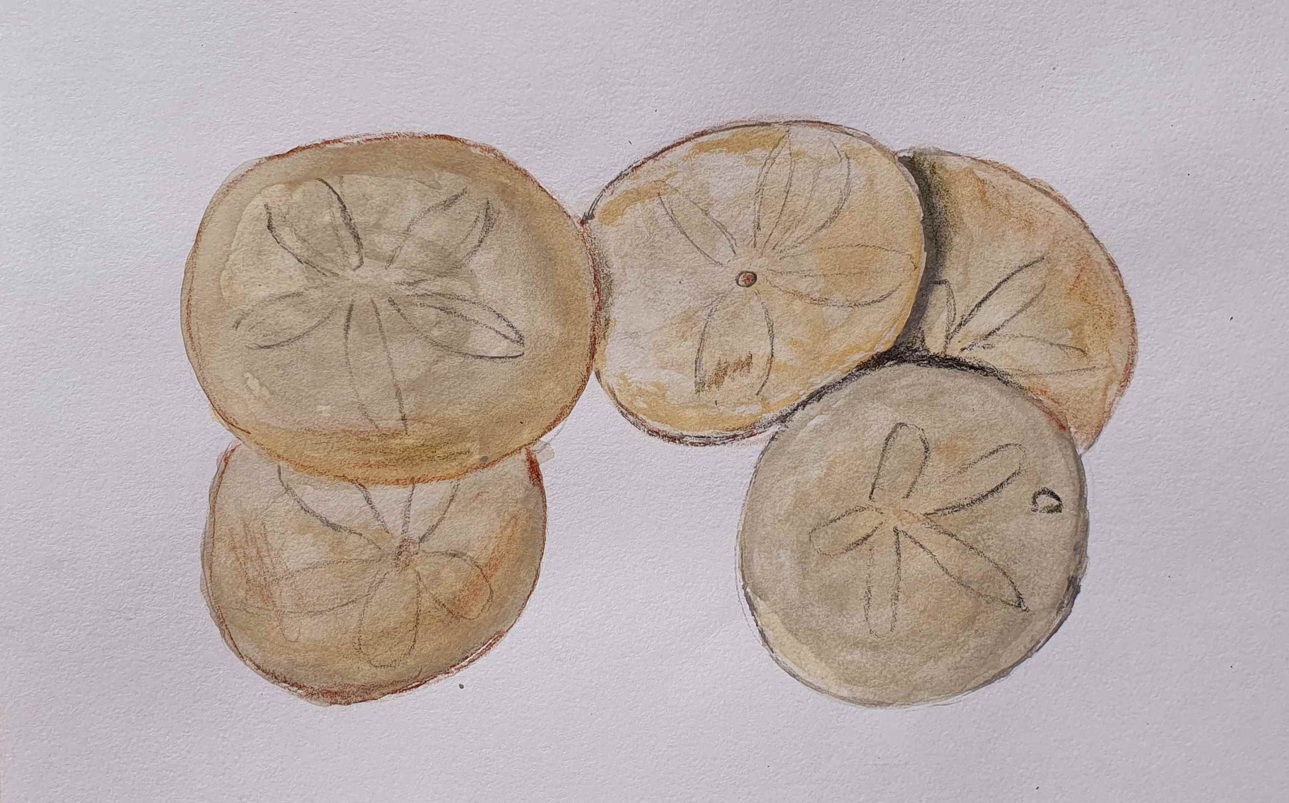 Песчаный доллар