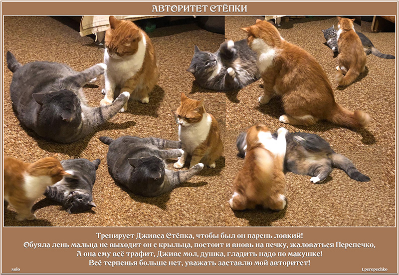 Авторитет Стёпки