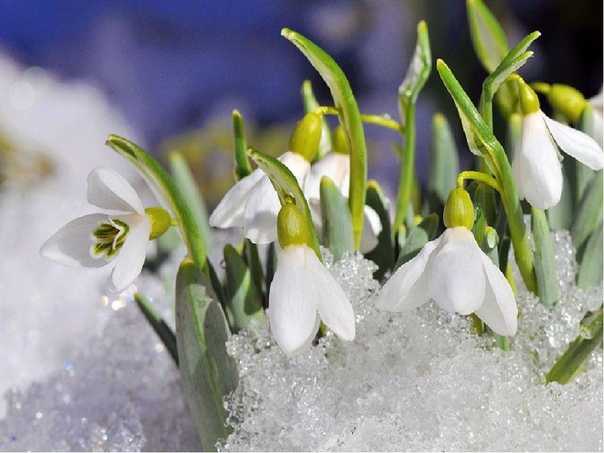 Весна наступила (Луиза Медведева) / Стихи.ру