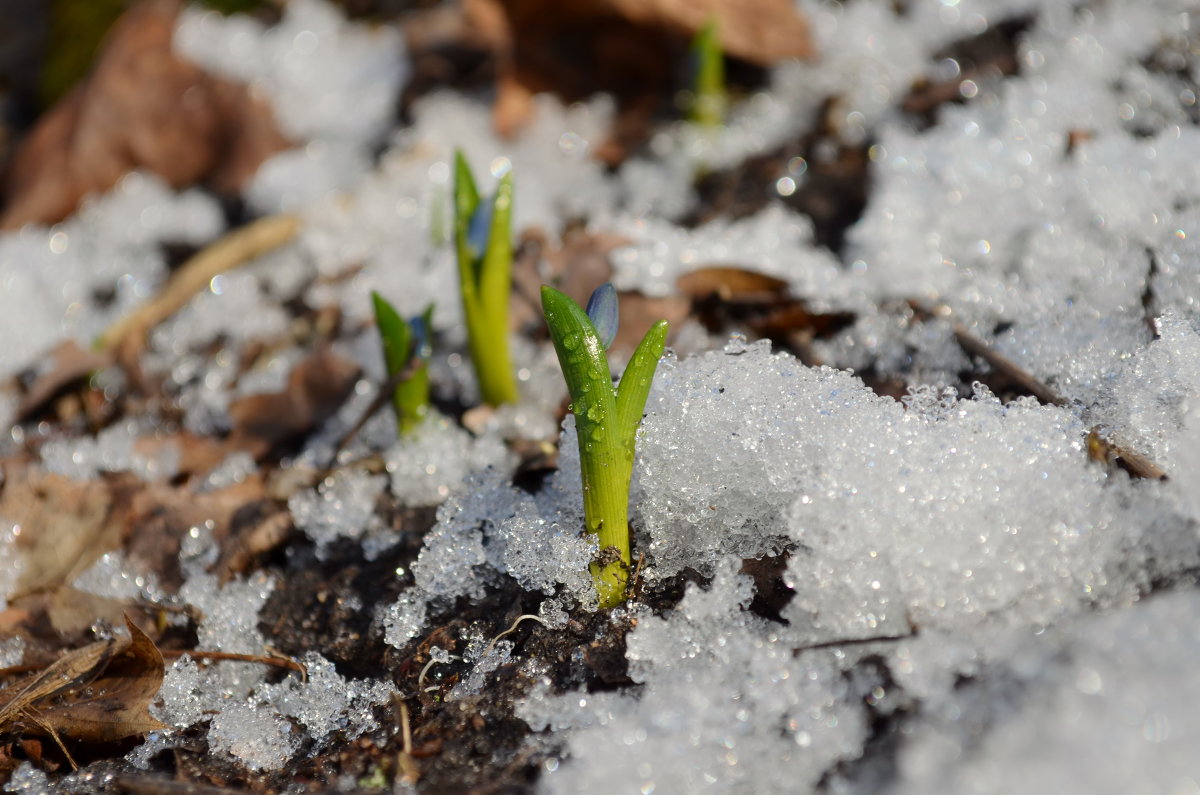 Кто изобразил весну и зиму живыми существами. Щавелевый Проталинка. Таяние снега проталины подснежники.