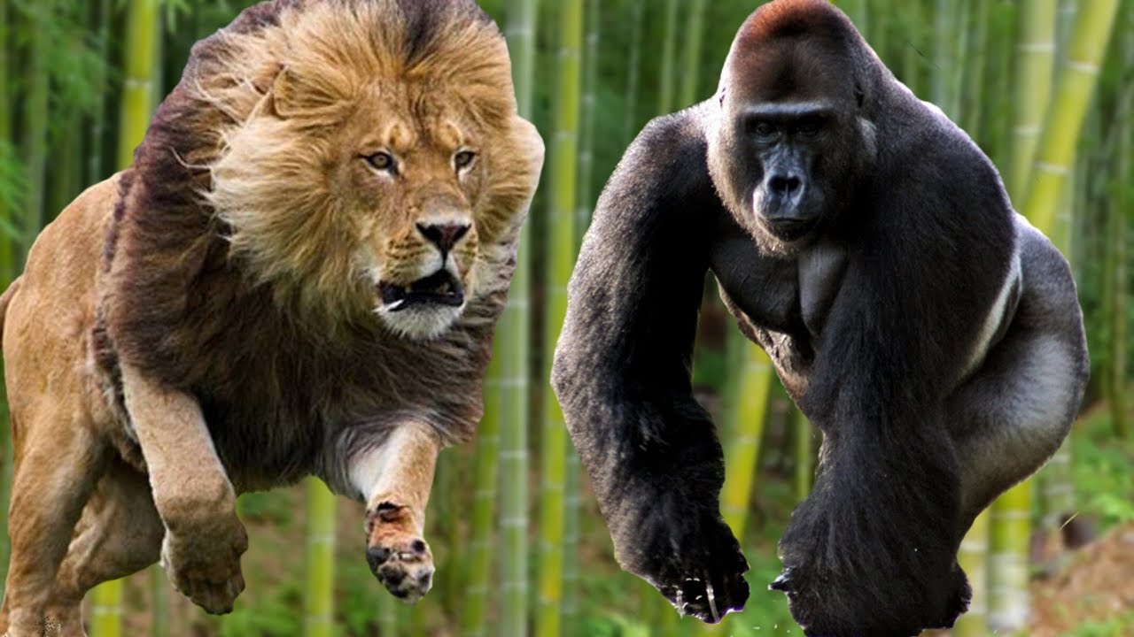 Кто сильнее медведь или горилла. Тигр против гориллы. Сильный Лев.