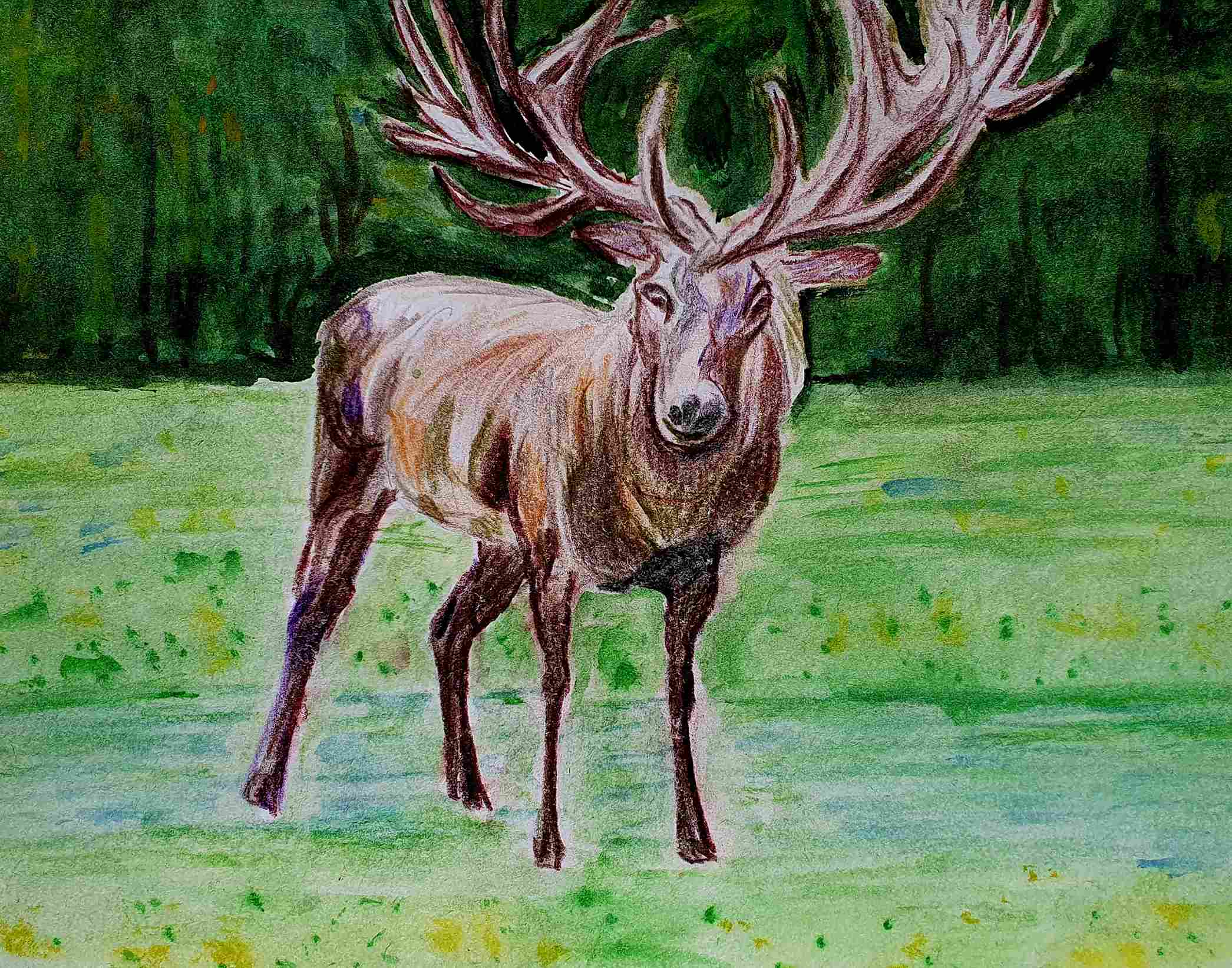 Олень благородный