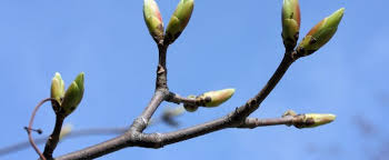 Самый утренний месяц