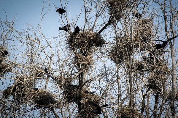 Герасим Грачевник