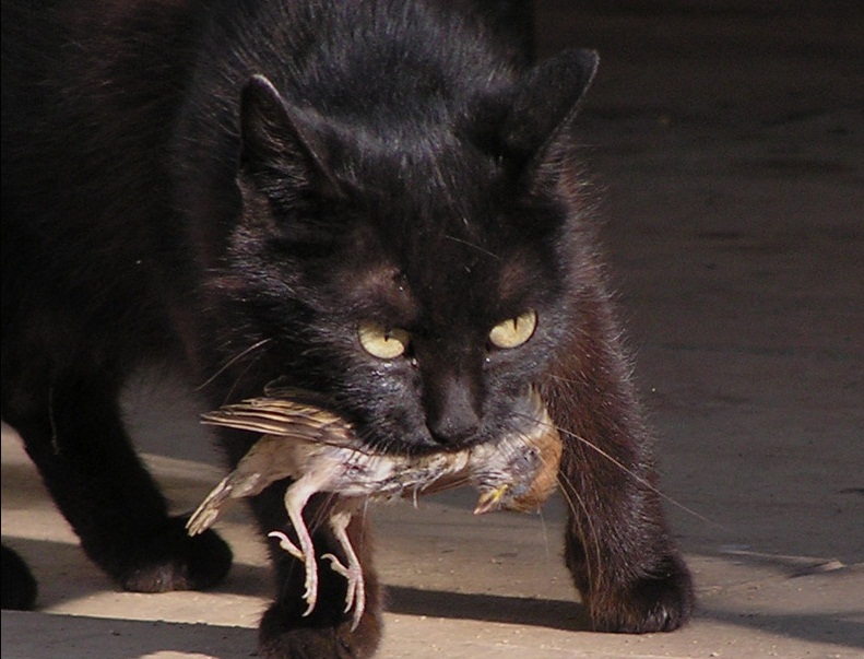 Догони кота. Чёрная кошка с добычей. Чёрный кот с мышью в зубах. Кот поймал птицу. Кошка с птицей в зубах.