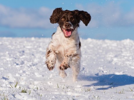 Златокудрое солнце...