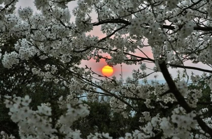 Это касанье нежности... Галина Ткачук