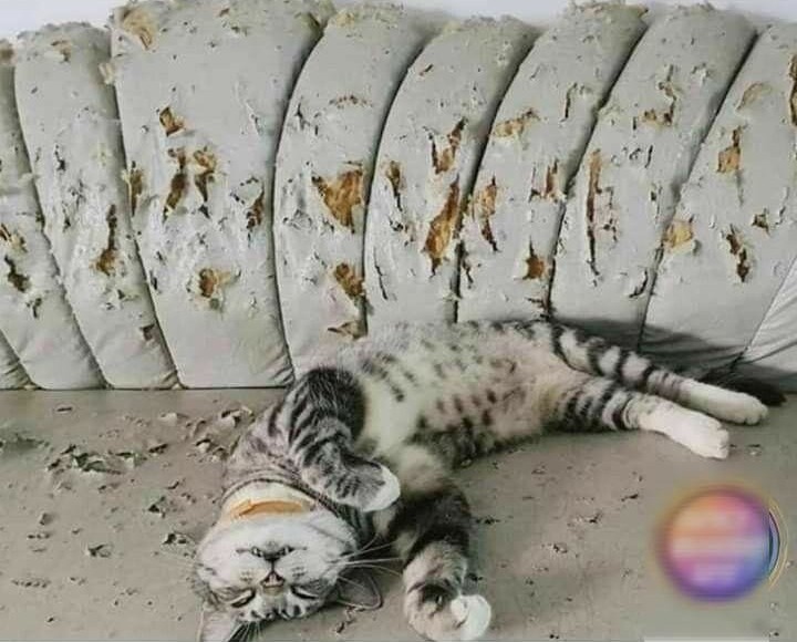 Кошачий ультиматум