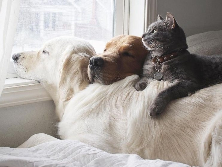 Неоднозначное трио