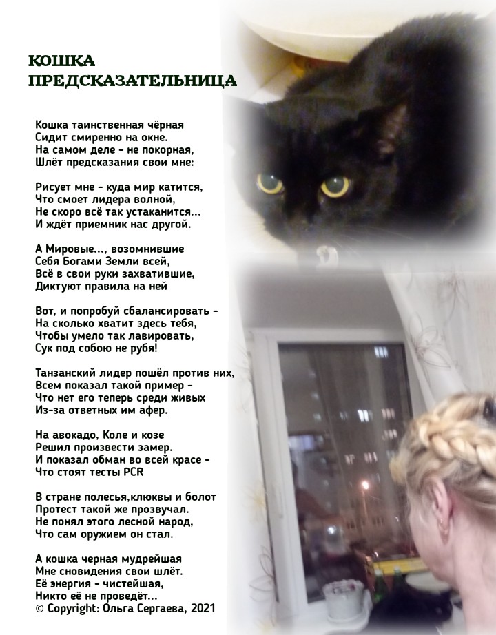 Кошка предсказательница
