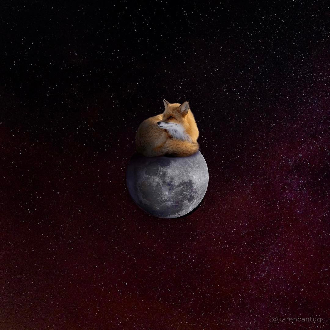 Лунная лиса