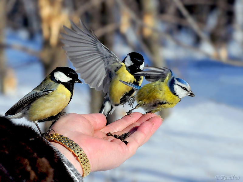 Торопят весну птицы