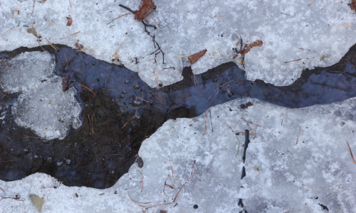 Еще заснежен лес...