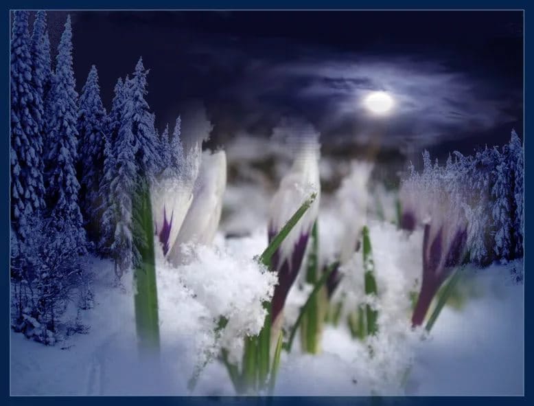 Ноктюрн весны нам дарит ночь...