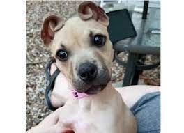 Булочки с корицей