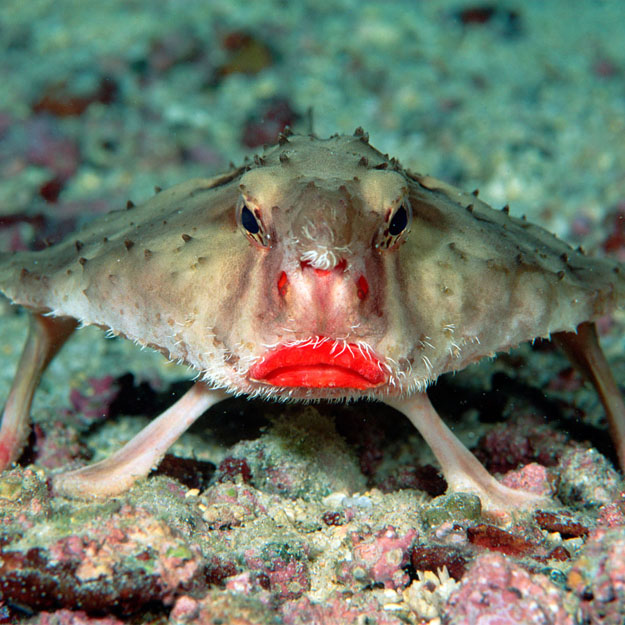 Красногубый нетопырь